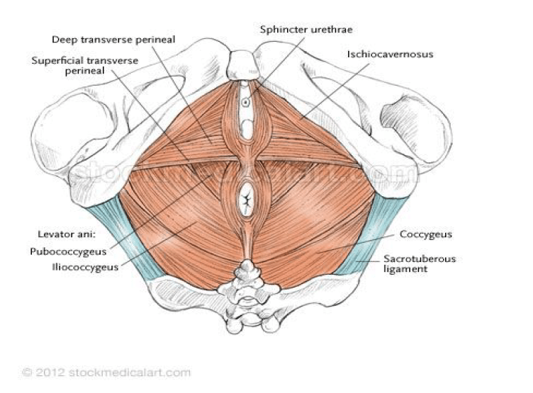The muscles of the pelvic floor