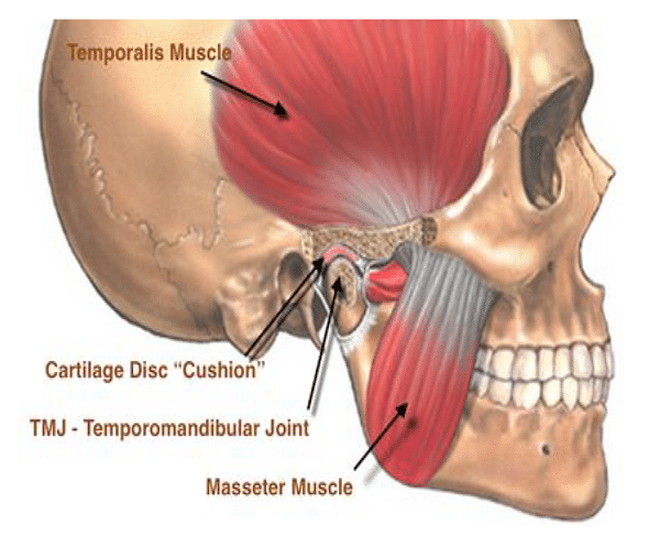 Muscles of the temporomandibular joint.